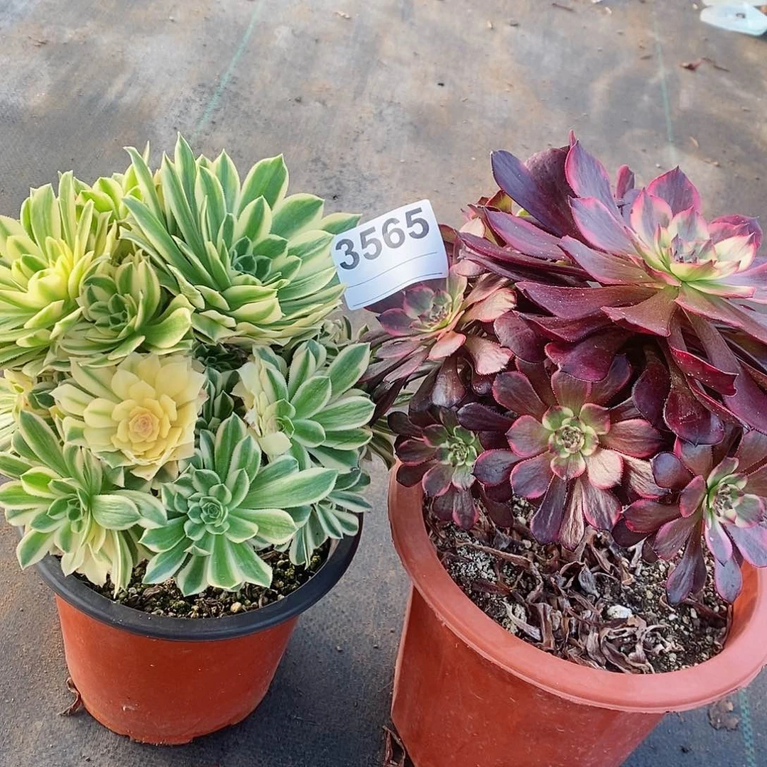 红陶3565烟花艳宁多肉