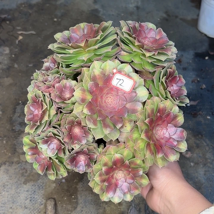 抹茶丛林朵72多肉植物法师