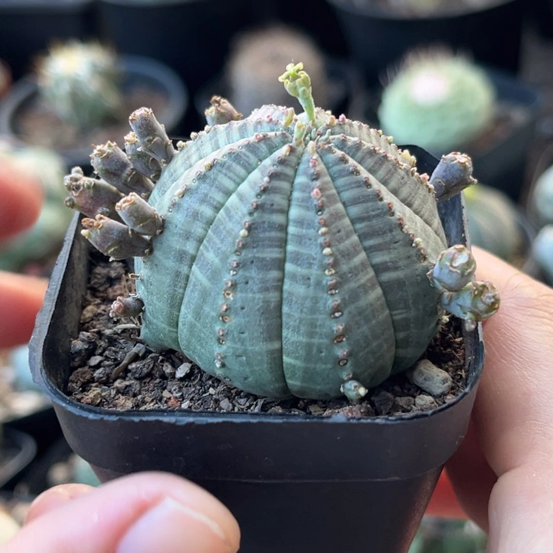 仙人球一物一拍自根8