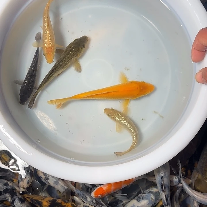富***哥锦鲤锦鲤的故事是