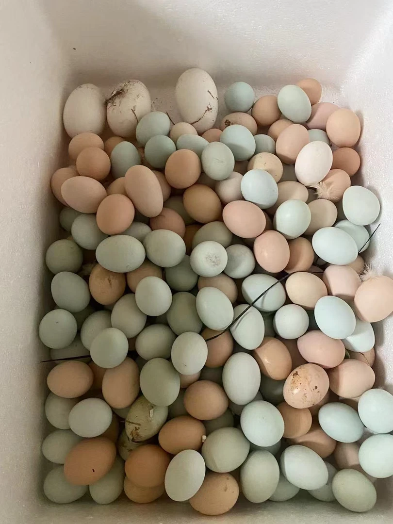 散养土鸡蛋混合绿壳蛋农家营养山林散养