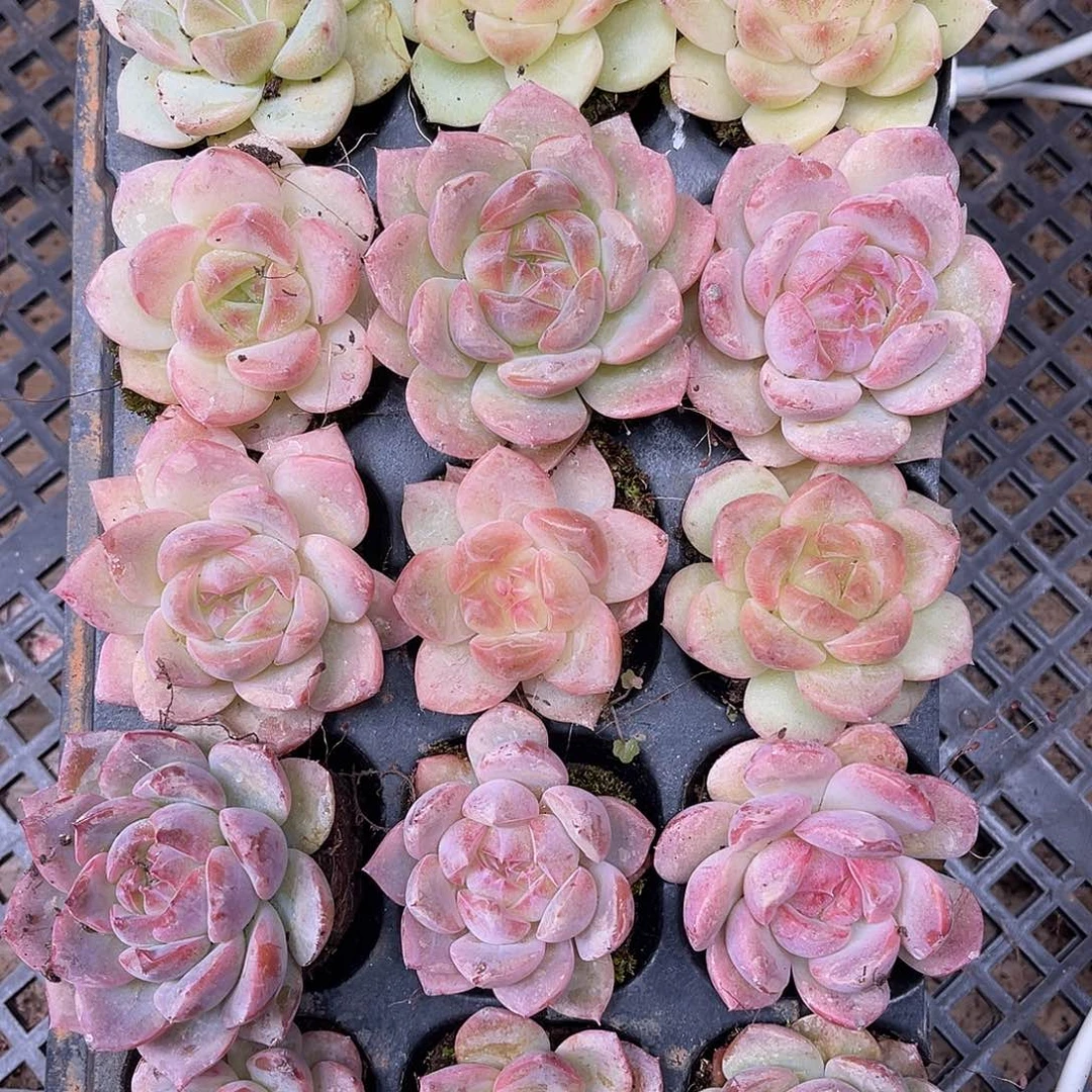 用***1多肉一物一拍19-90