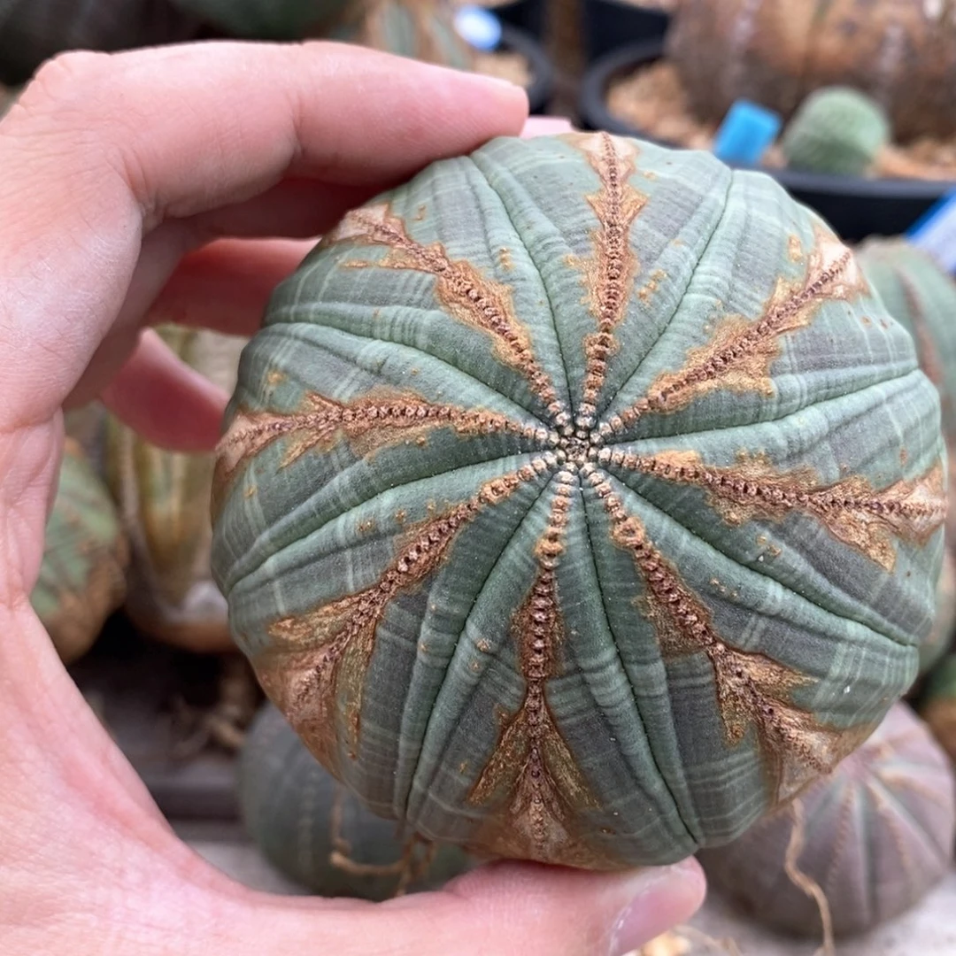 56 欧系实生布纹球多肉植物