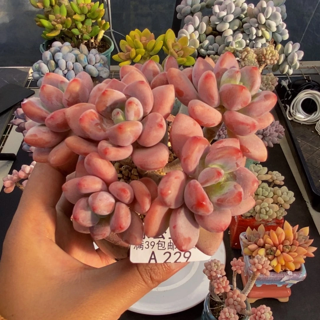 229樱花洛神多肉8cm