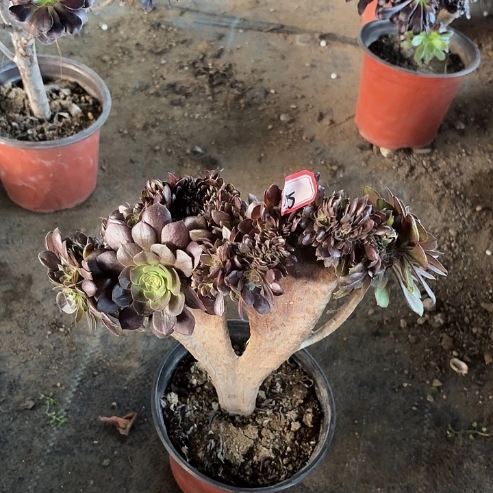 万圣节缀化65多肉植物