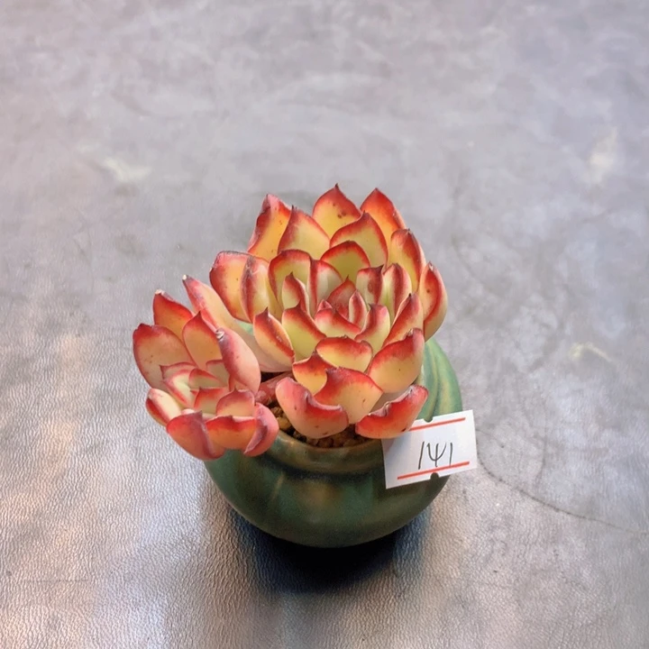 一物一拍满30包邮 141