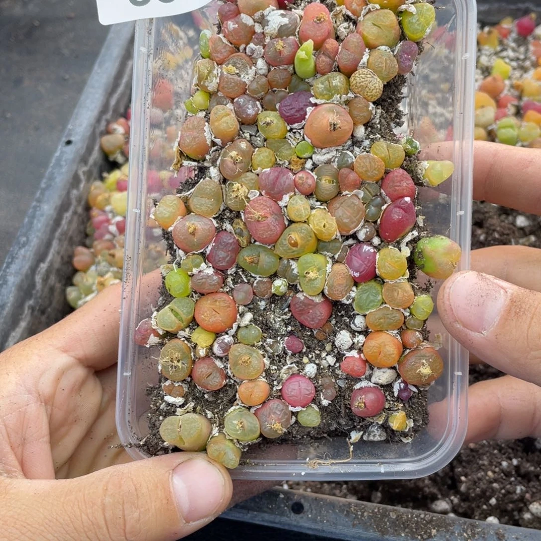 红陶00000000000066