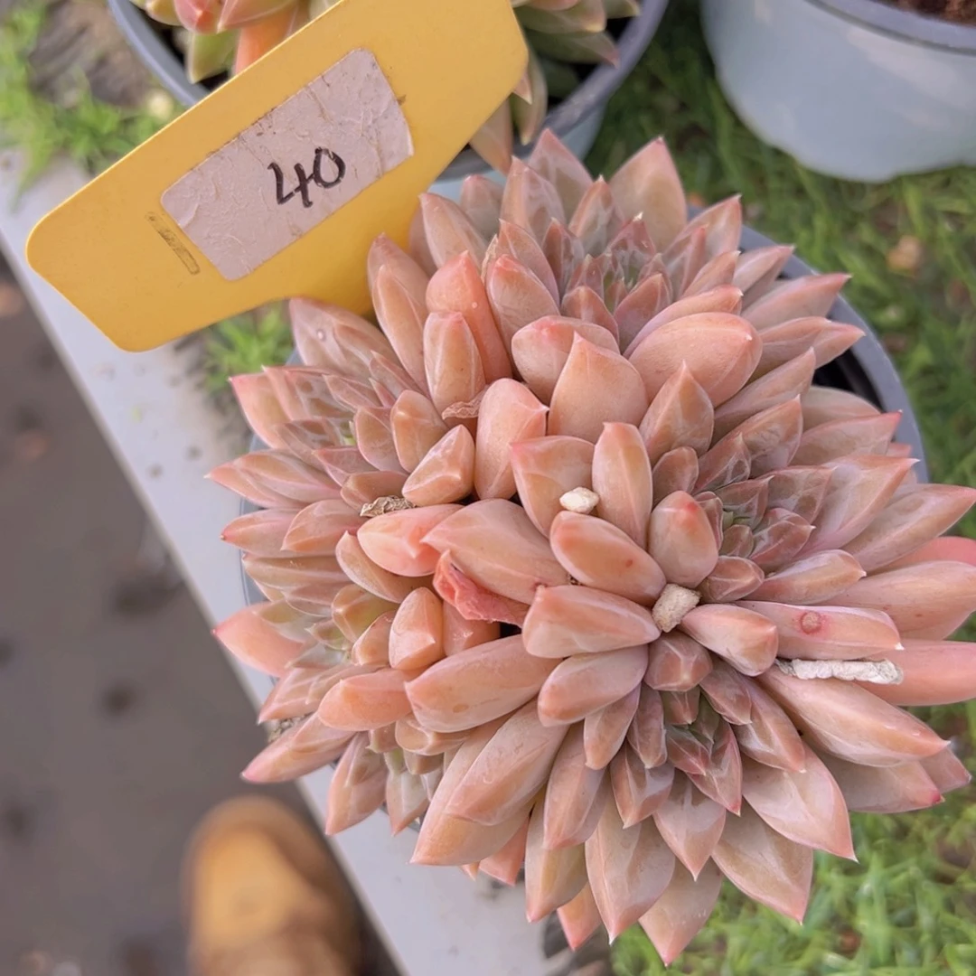 香玉等多种名贵的产品和