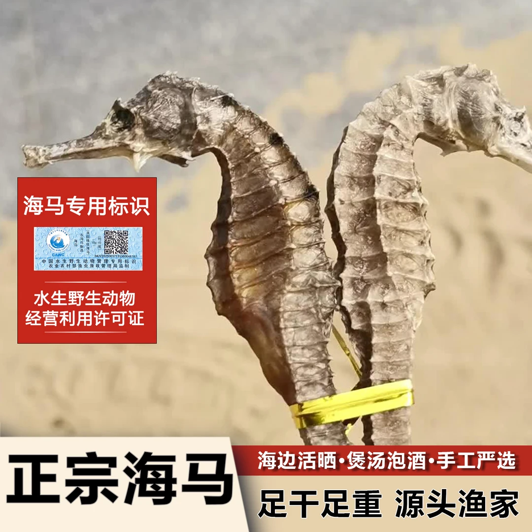 【福利款约0.8克/条8厘米三斑海马干 泡酒煲汤专用滋补品 过年送礼