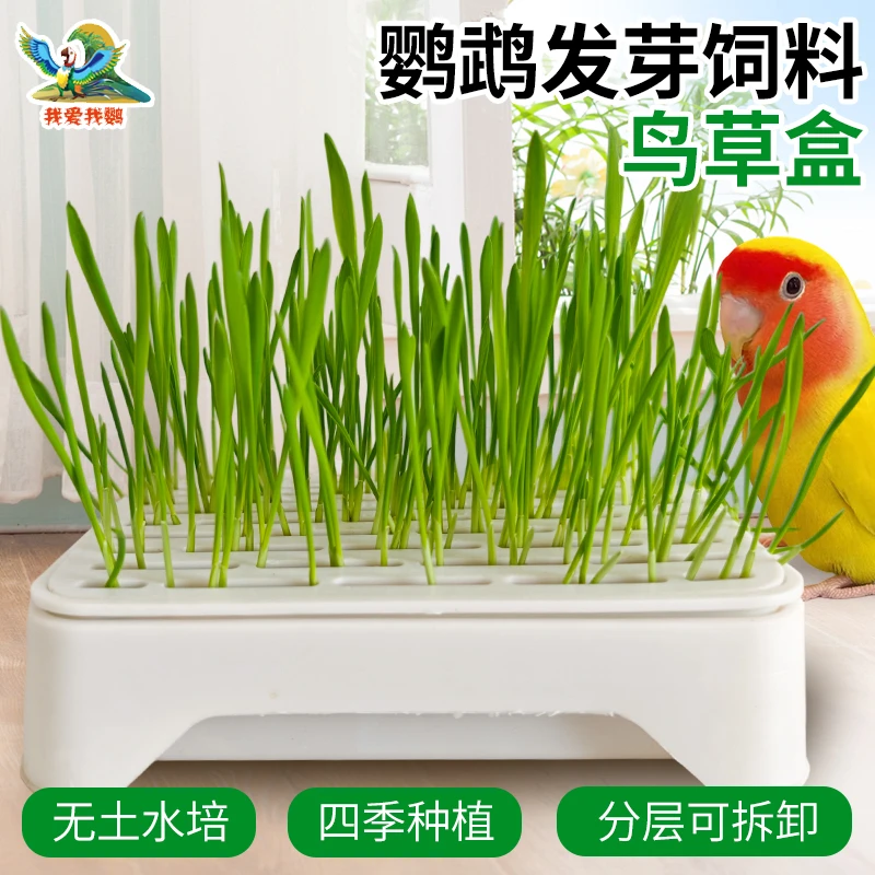 鸟草盒育苗盘鸟草水培套装可自种鹦鹉玩具球