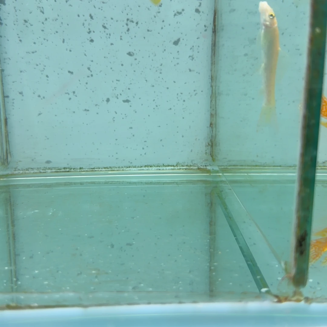 慈鲷610红鸡。