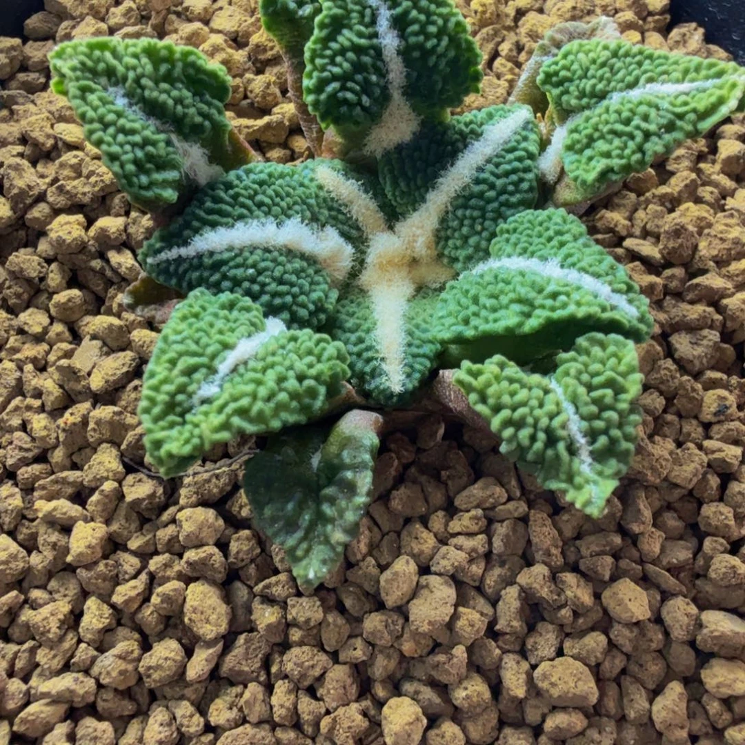 超大U颗粒黑实生
