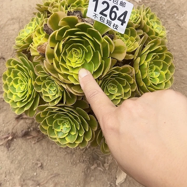 奶白多肉植物1264法师