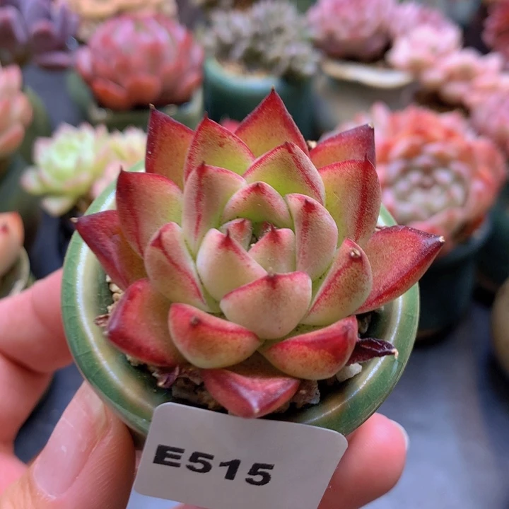 一物一拍含盆土满38包邮E515