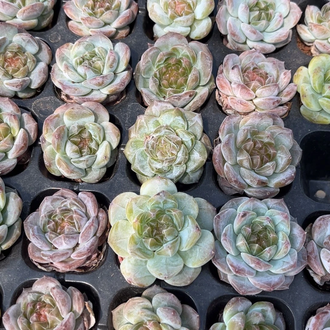 糖心3cm发2颗量拍多肉满18包邮满26多发一颗下午发