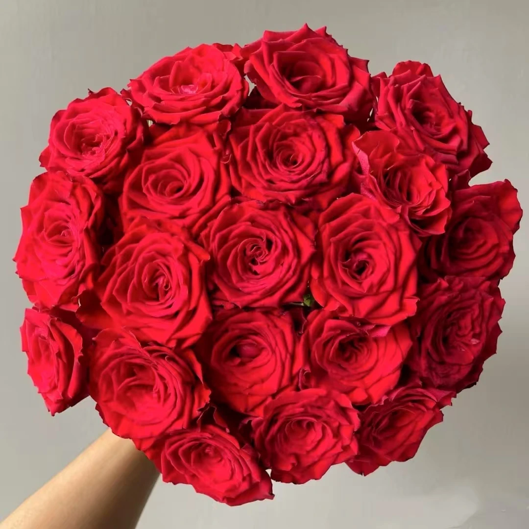 【A级珍爱单头玫瑰】云南A级玫瑰70-75cm室内水养昆明直发包邮