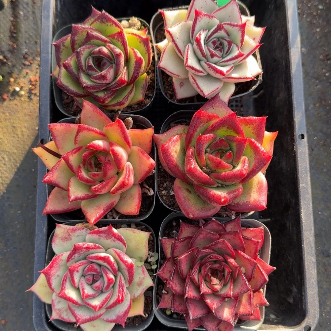 从前慢多肉精选编号0105.9