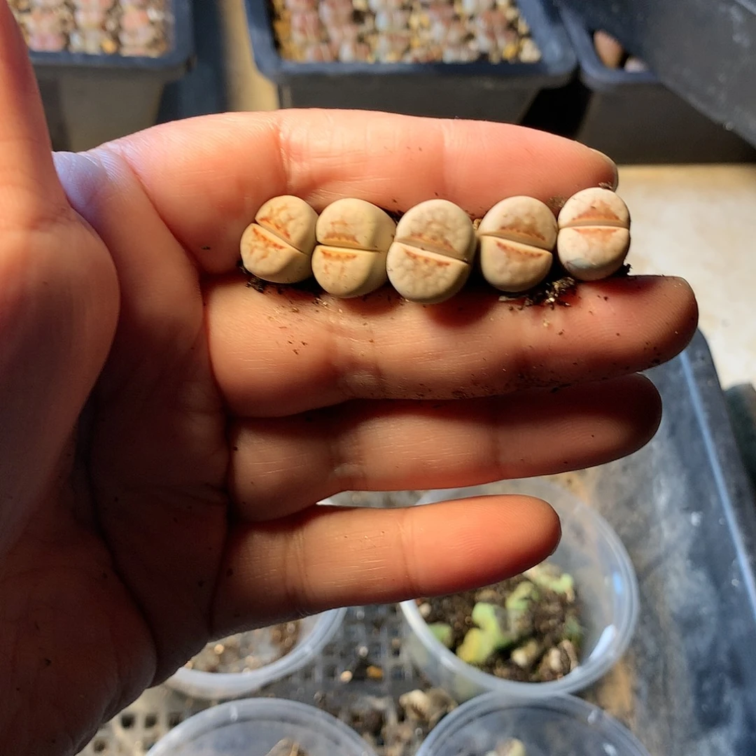 P432多肉植物保护