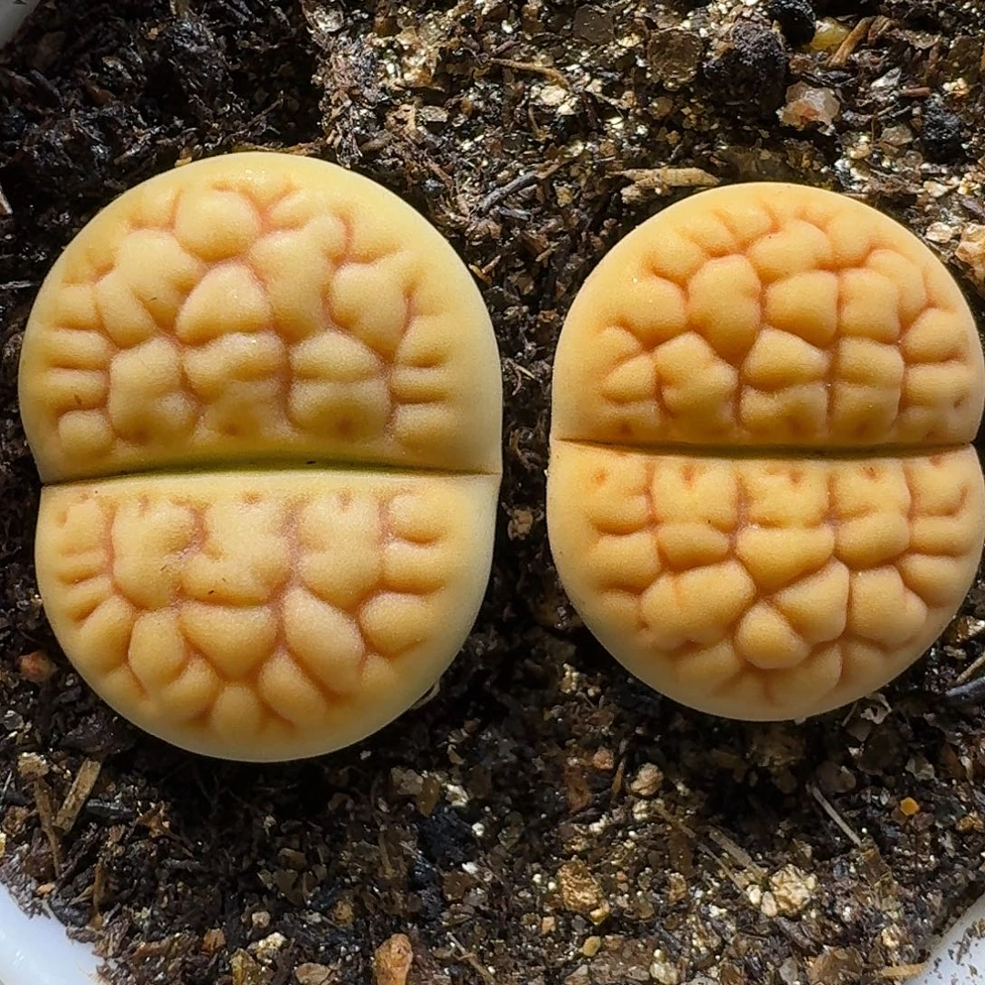 生石花111111。 276