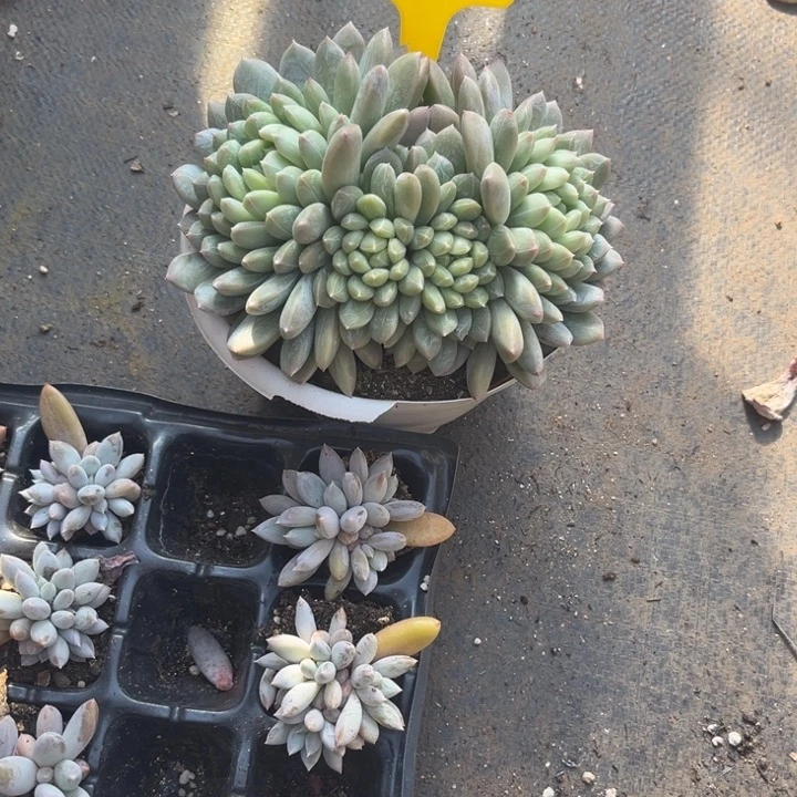 百搭翡翠391哥特小苗两个