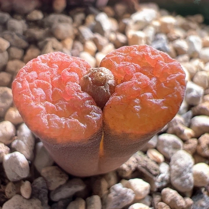 w39。优选1808.4火麒麟蛋糕 88折后价