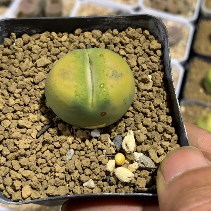 精品舞蹈分享，现在都