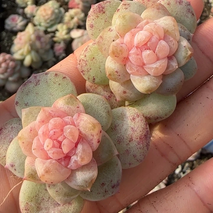 9 号王者系列多肉一盒