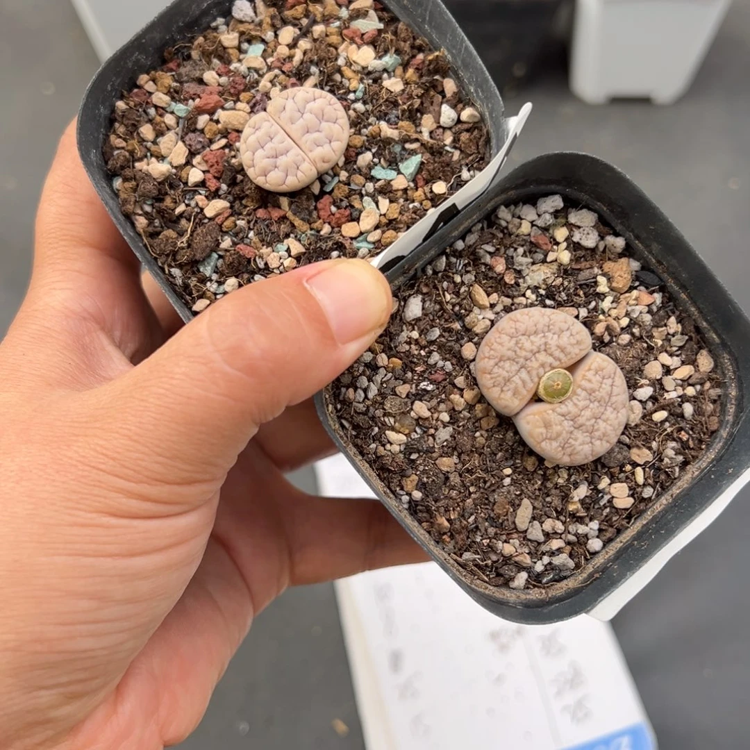 石***～10.17好看的多肉脱土发货509