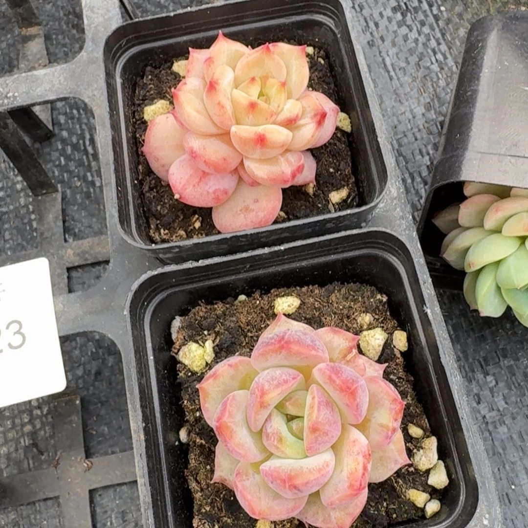 黑玫瑰杂交带桩子两颗量拍21-23