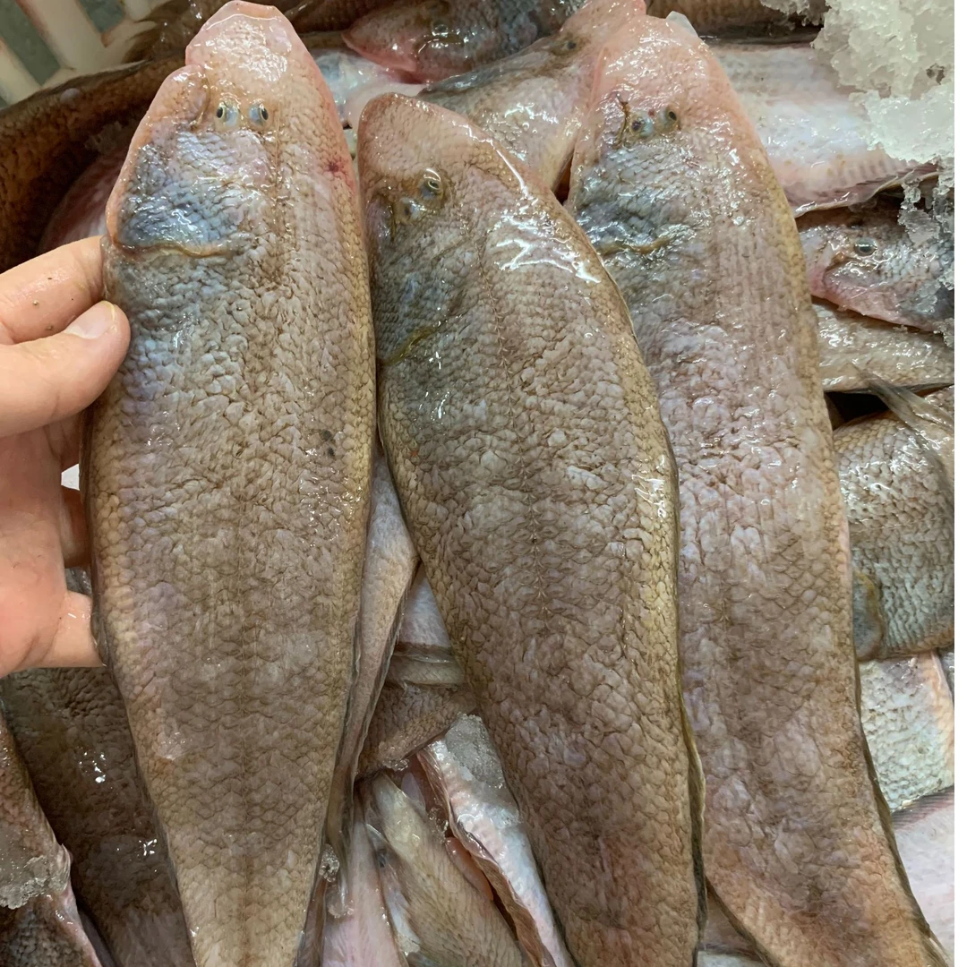 广东茂名渔港新鲜海捕龙利鱼（1斤10-12条左右，到手5斤）不帮杀