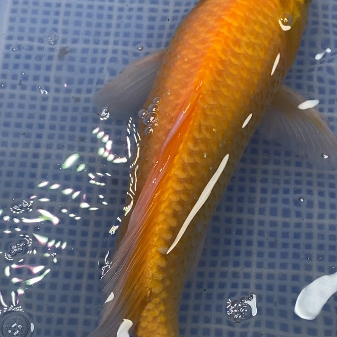 锦鲤冷水锦鲤包邮