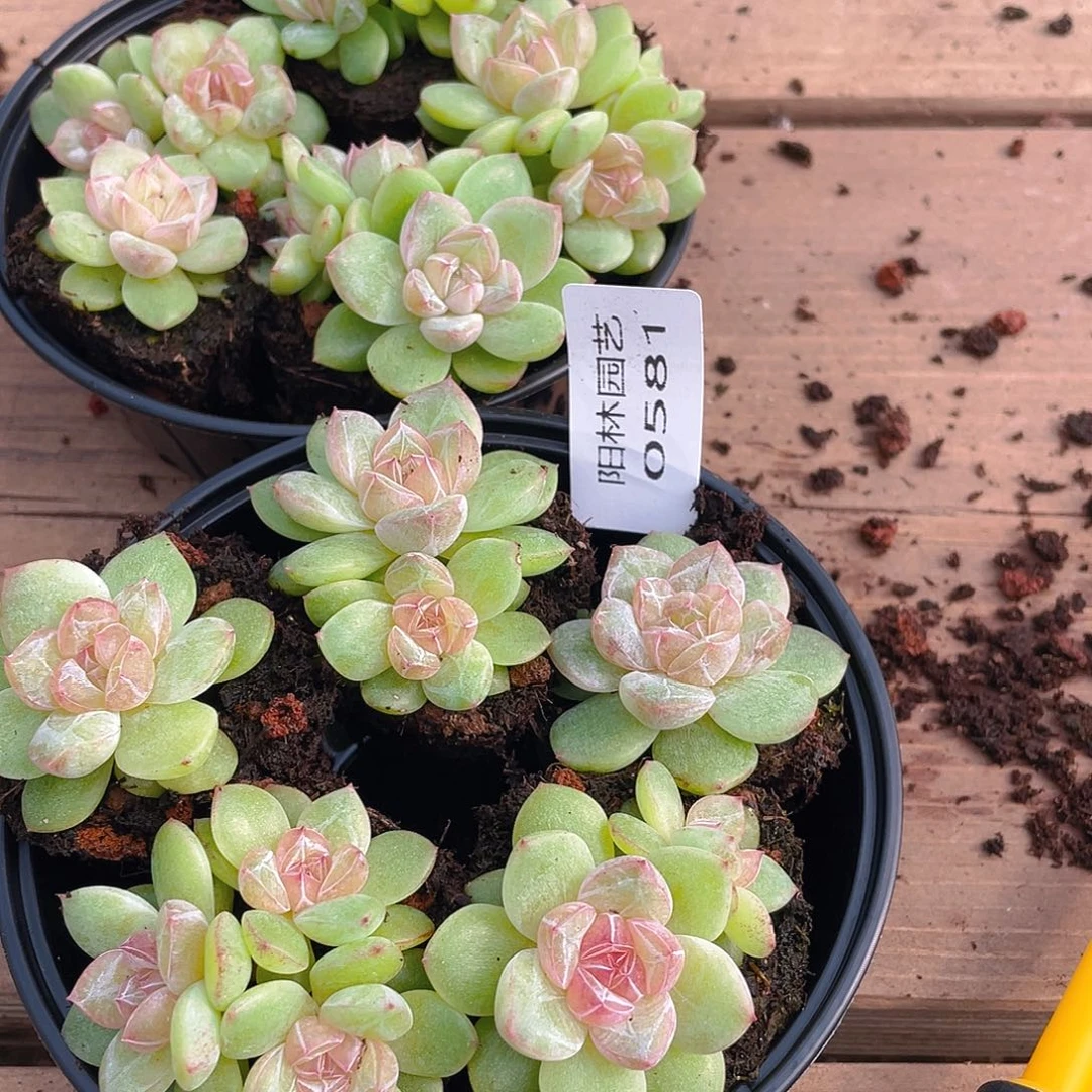 美***姐多肉植物多肉植物581