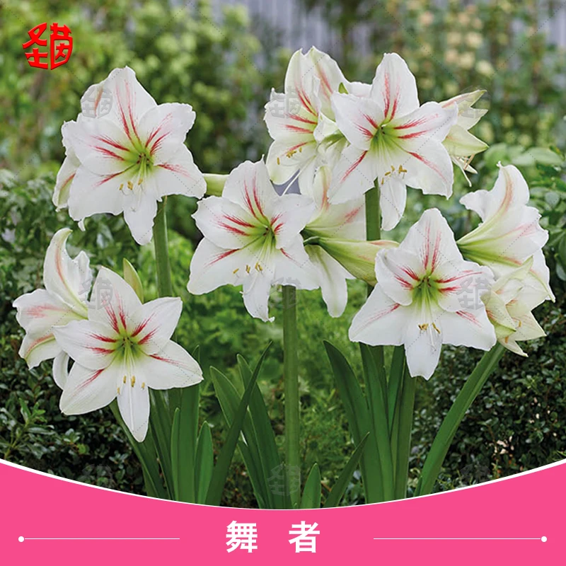 圣茵朱顶红舞者种球进口花卉阳台盆栽花球多年生庭院室内四季种植