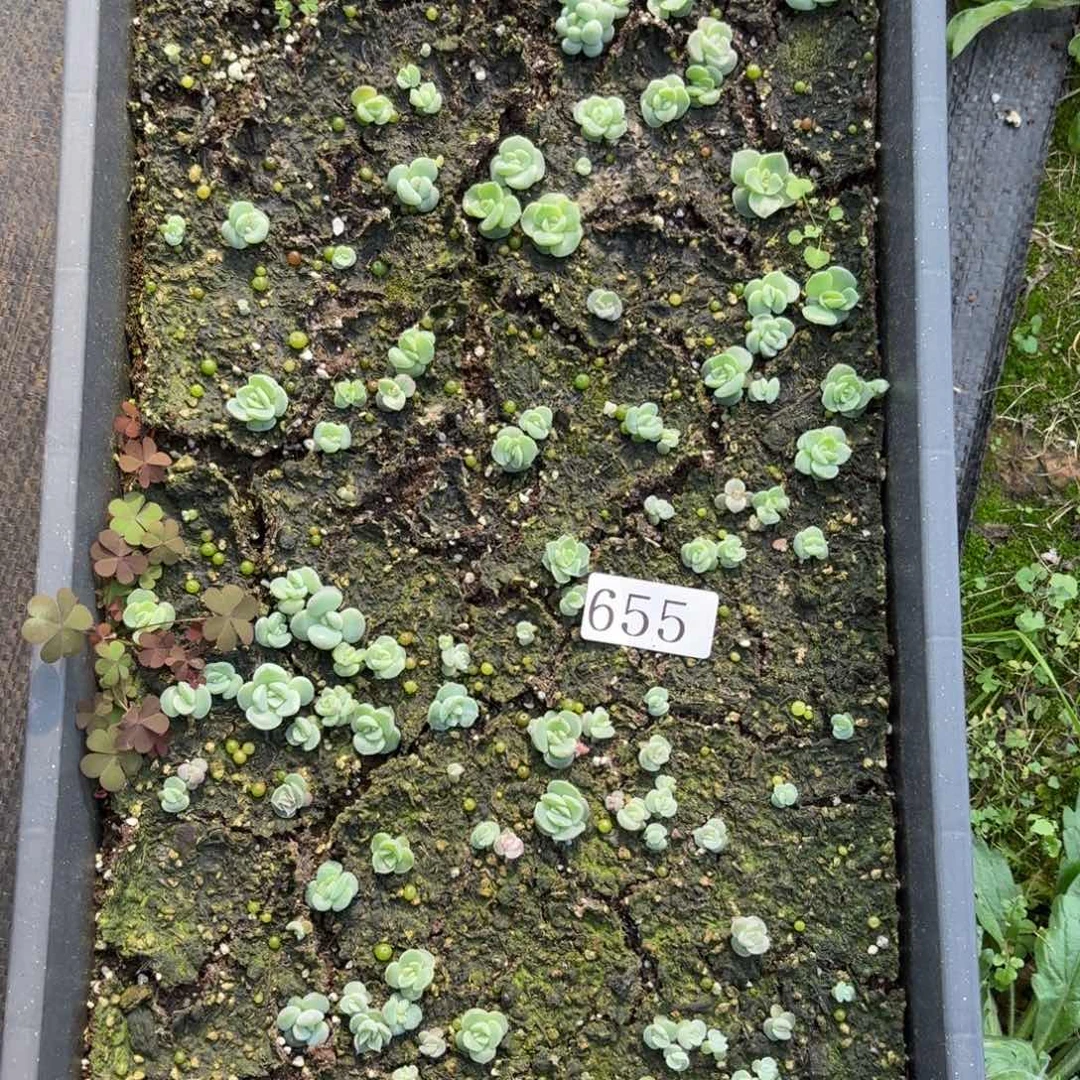 多肉植物多肉植物655