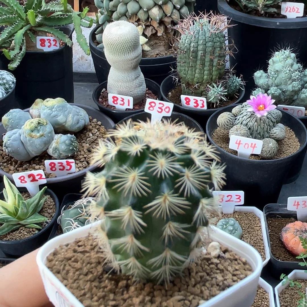 实生鹿角柱折磨虾仙人球多肉