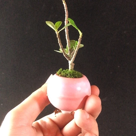 当前无花栽培后可以开花