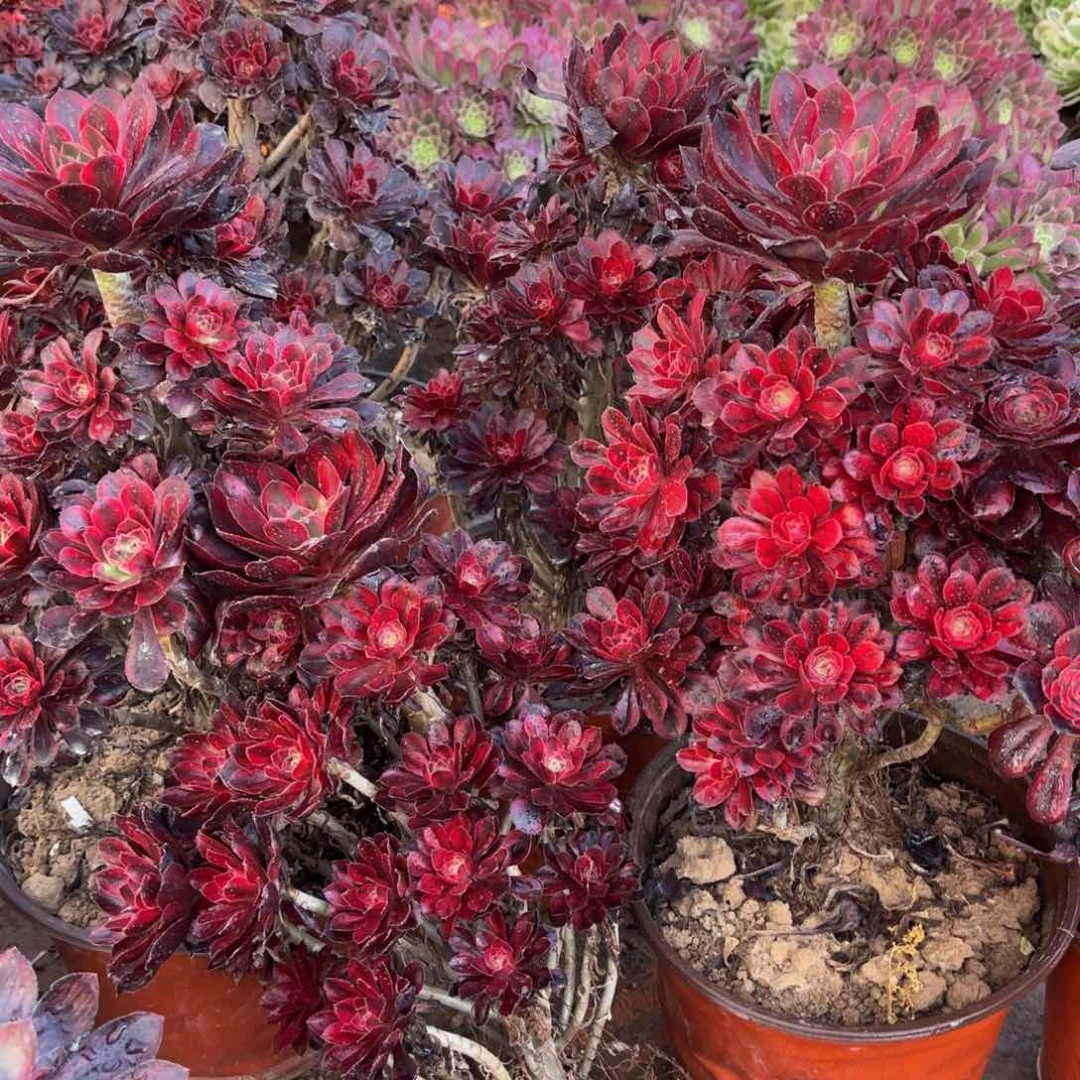 香奈儿15.8木质老桩