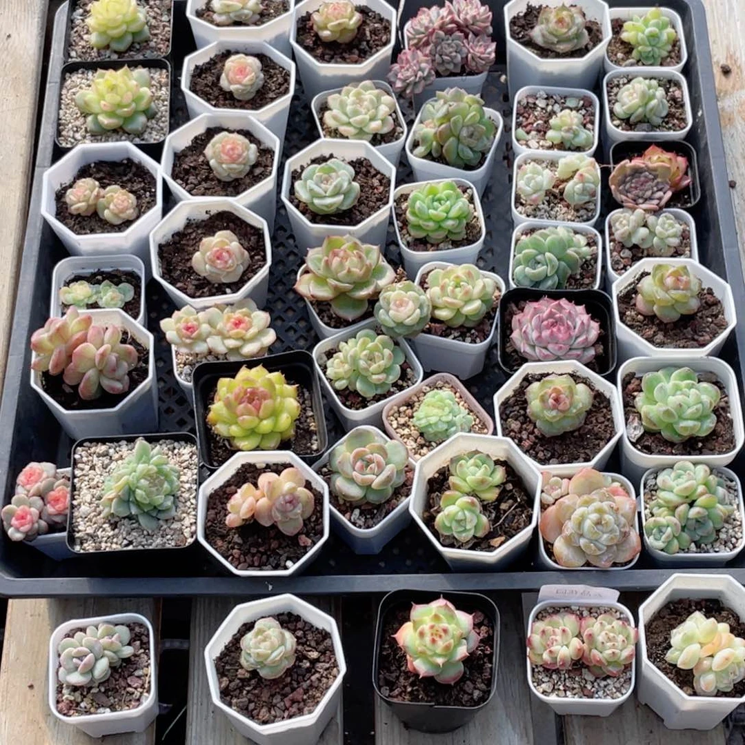 青***栀666号糖心冰心珍妮47