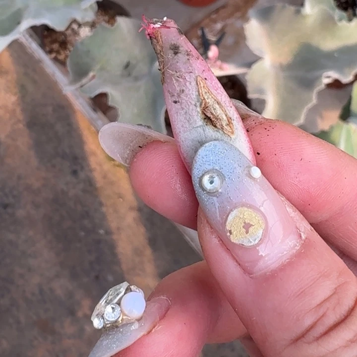 葡萄叶片一物一拍