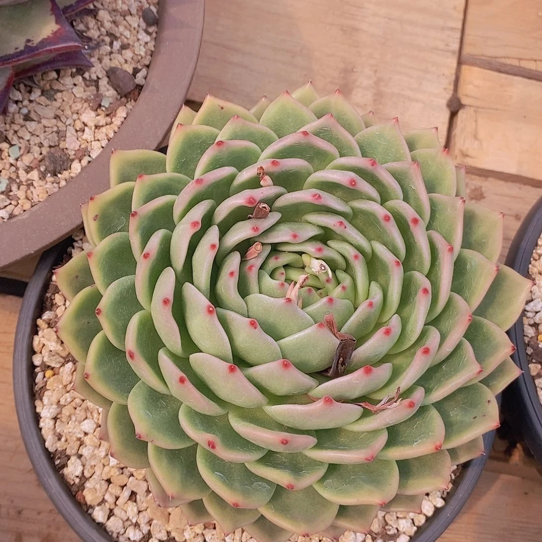 多肉植物包子大单头