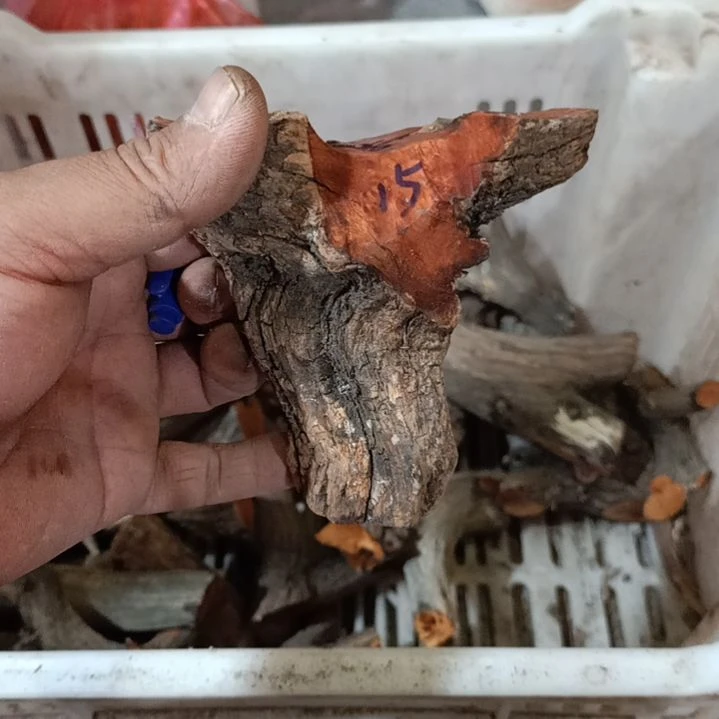 柏木（崖柏）苦**啡火琉璃原叉原叉