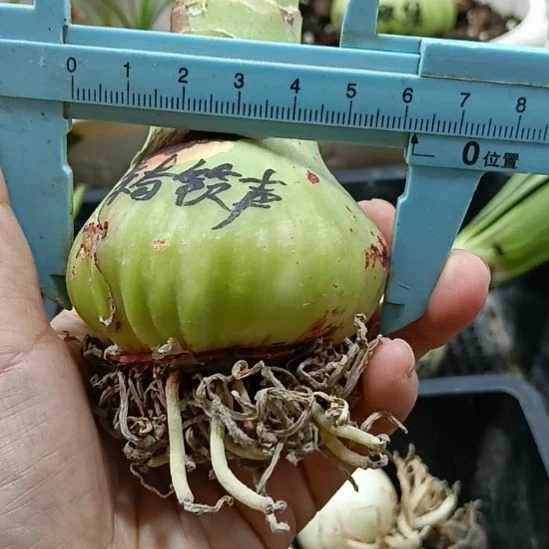 无花朵惊奇铃声6+