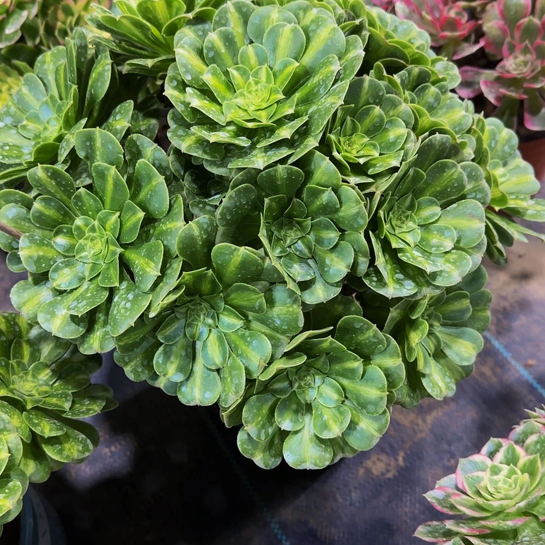 老庄翡翠琉璃法师35.8