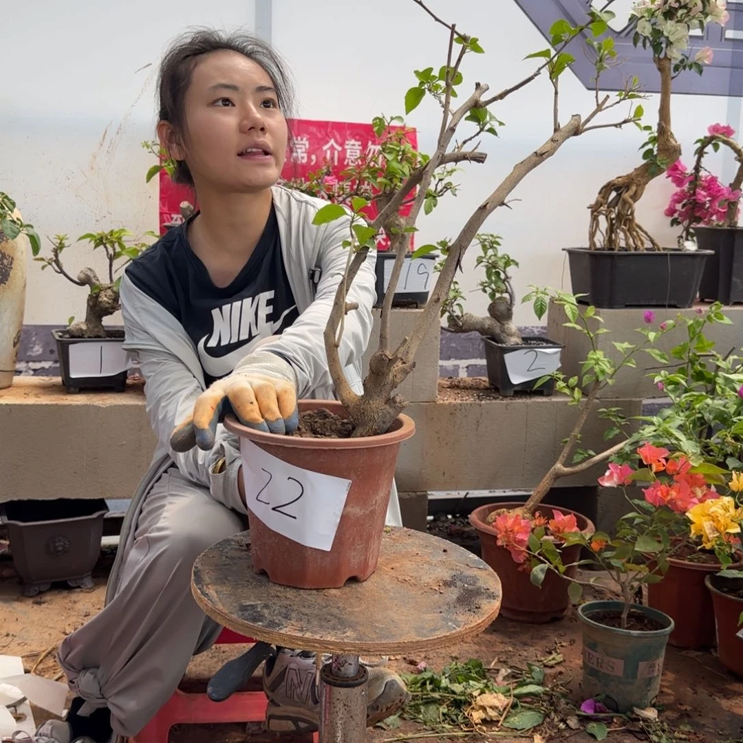 大部分花苞少量开放