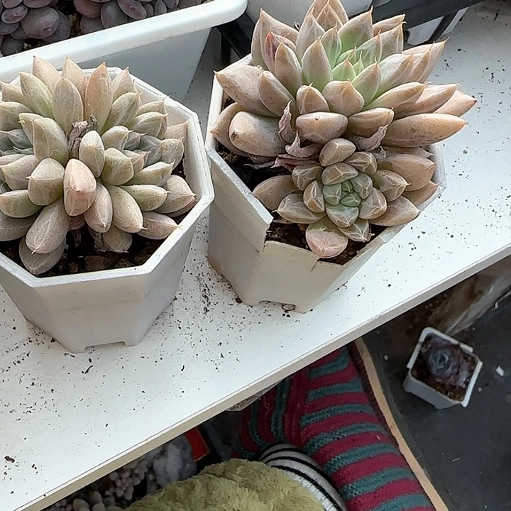 赵**吖青蛙王子儿童牙膏111