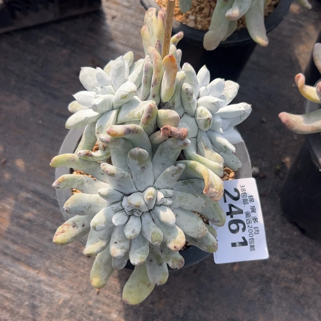 E***a姐姐看看～一物一拍