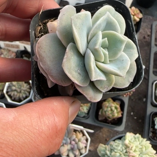 227可爱玫瑰多肉植物多