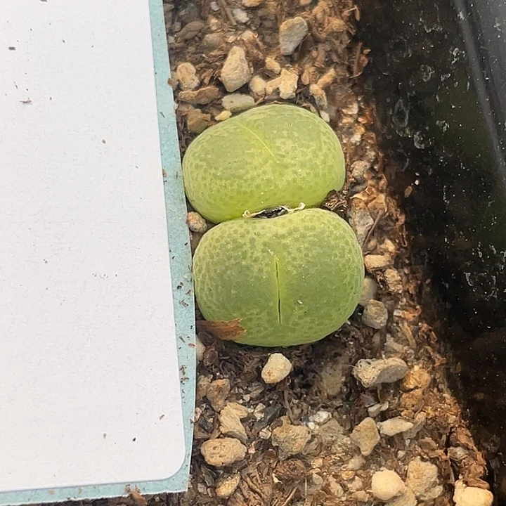 莓*汽27-139肉锥多肉植物