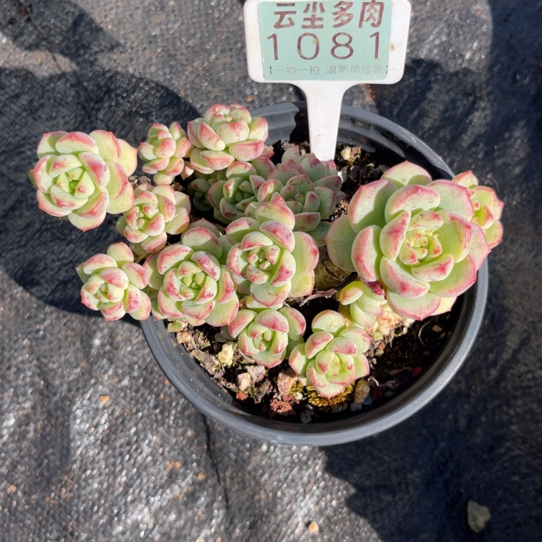 素***妈云尘多肉一物一拍1081，