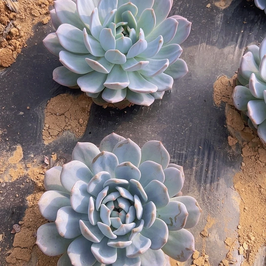 橙子一大颗单头一个